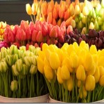 tulips_thumb.jpg