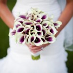 white-and-purple-calla-lilies.jpg