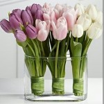 white-tulips_thumb.jpg