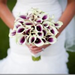 white-and-purple-calla-lilies_thumb.jpg